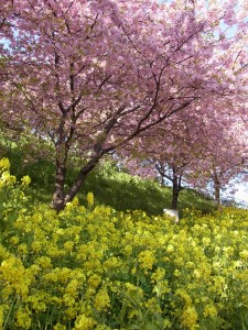 春を満喫~♪お花だより