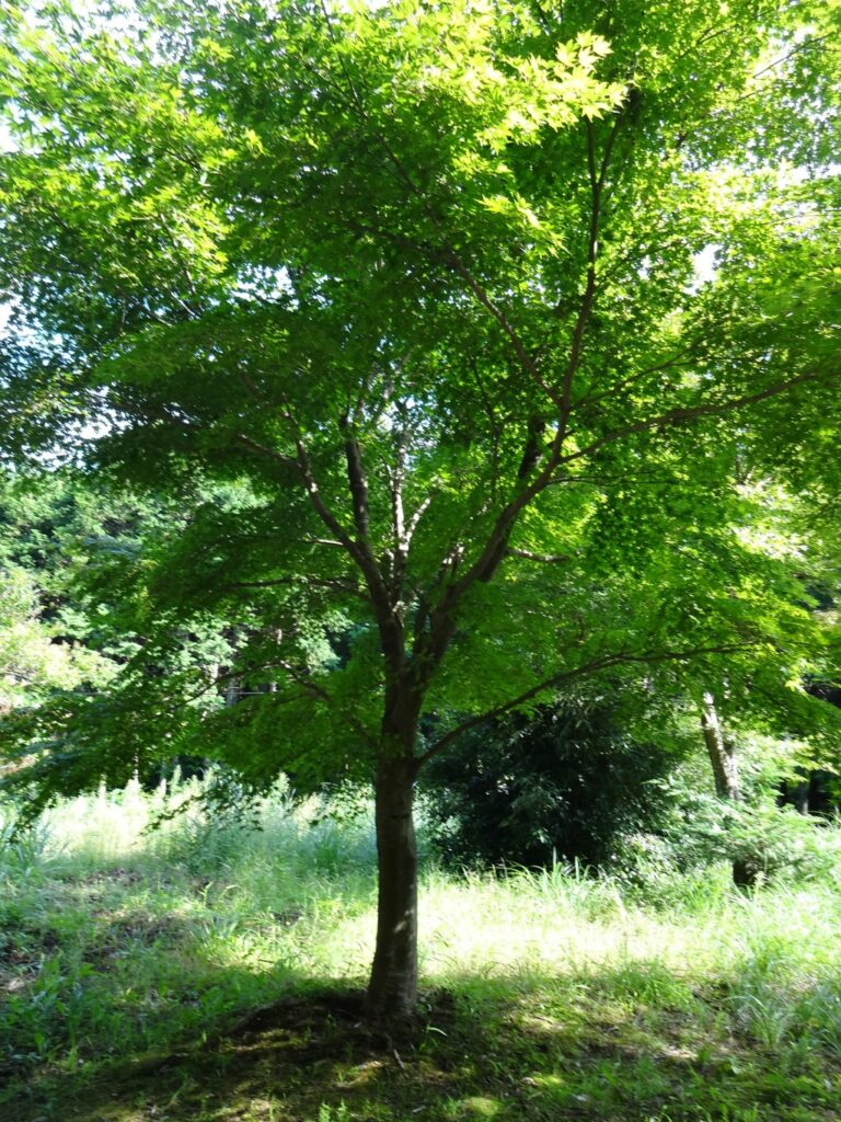 DSC00218