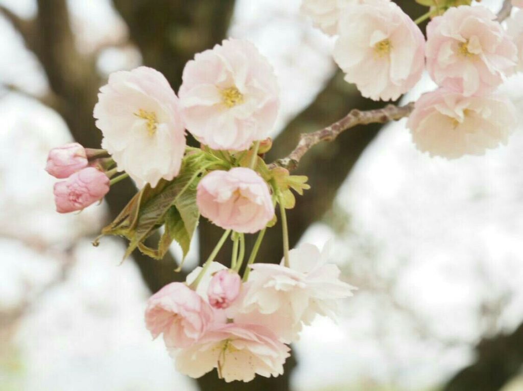 2018年花見、公園_41