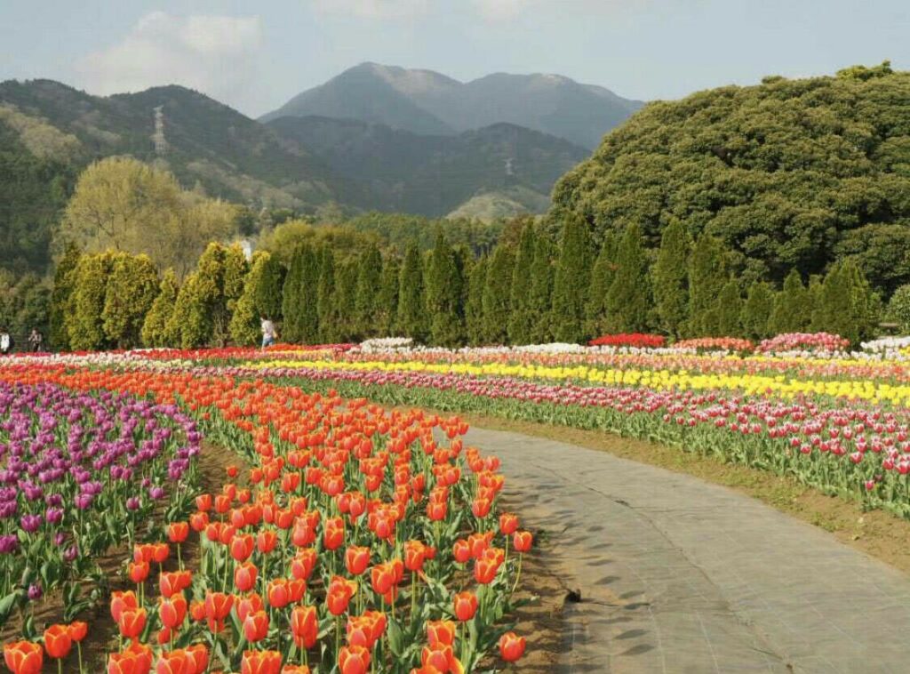 2018年花見、公園_21