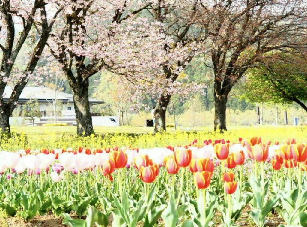 2018年花見、公園_30