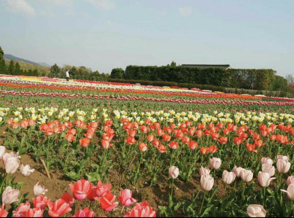 2018年花見、公園_26