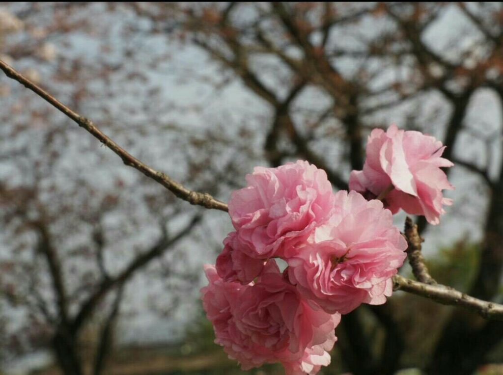 2018年花見、公園_37