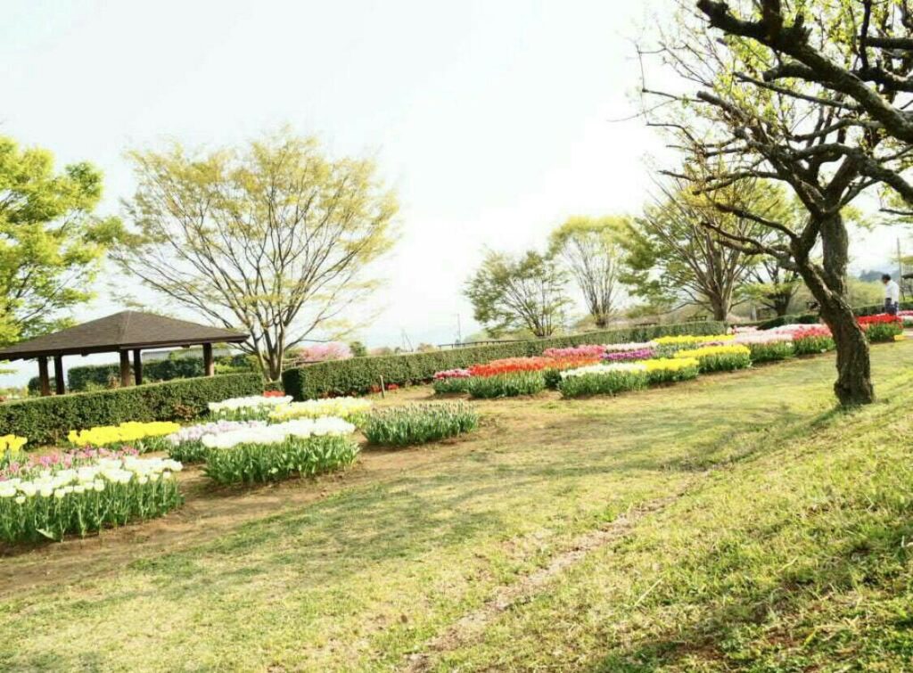 2018年花見、公園_29