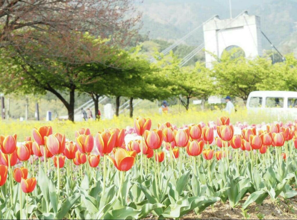 2018年花見、公園_40