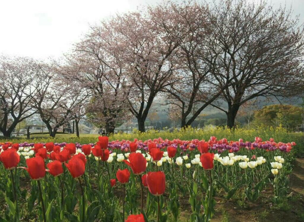 2018年花見、公園_12