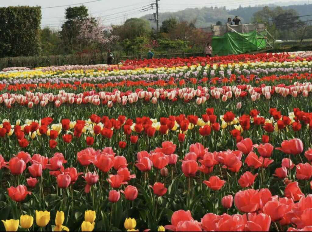 2018年花見、公園_16