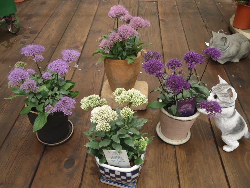 夕霧草 と葉っぱが魅力の ハイビスカス とおまけの話 ガーデン倶楽部ブログ