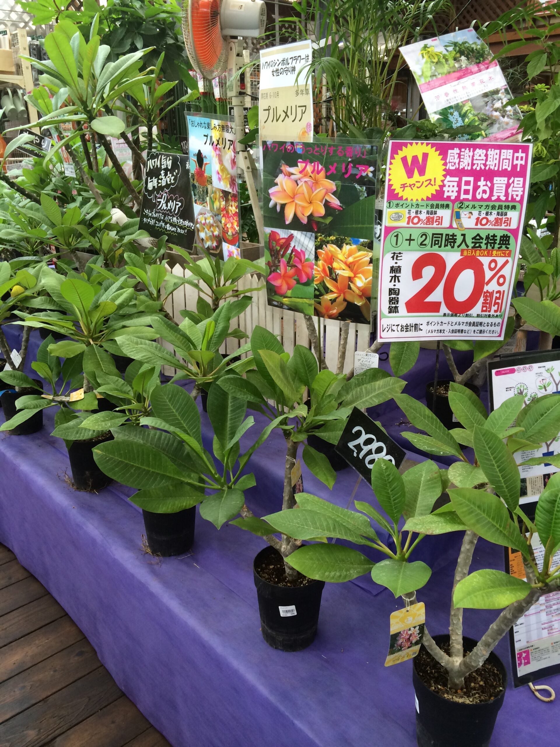 プルメリア ディバイン8号鉢 花付き