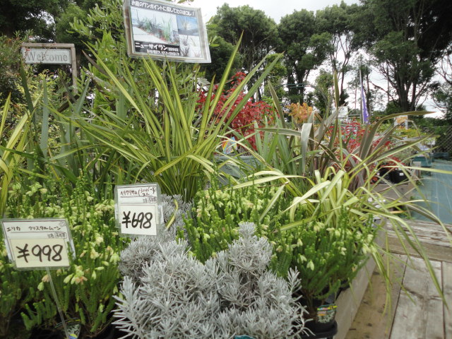 玄関前に鉢で飾る植木とカラーリーフ植物 ガーデン倶楽部ブログ