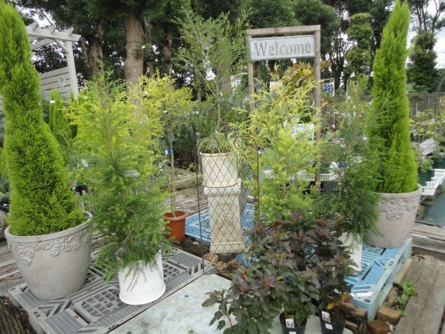 玄関前に鉢で飾る植木とカラーリーフ植物 ガーデン倶楽部ブログ