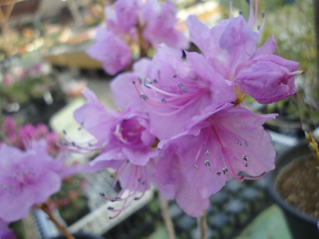 咲き乱れる春の花木大集合 ガーデン倶楽部ブログ