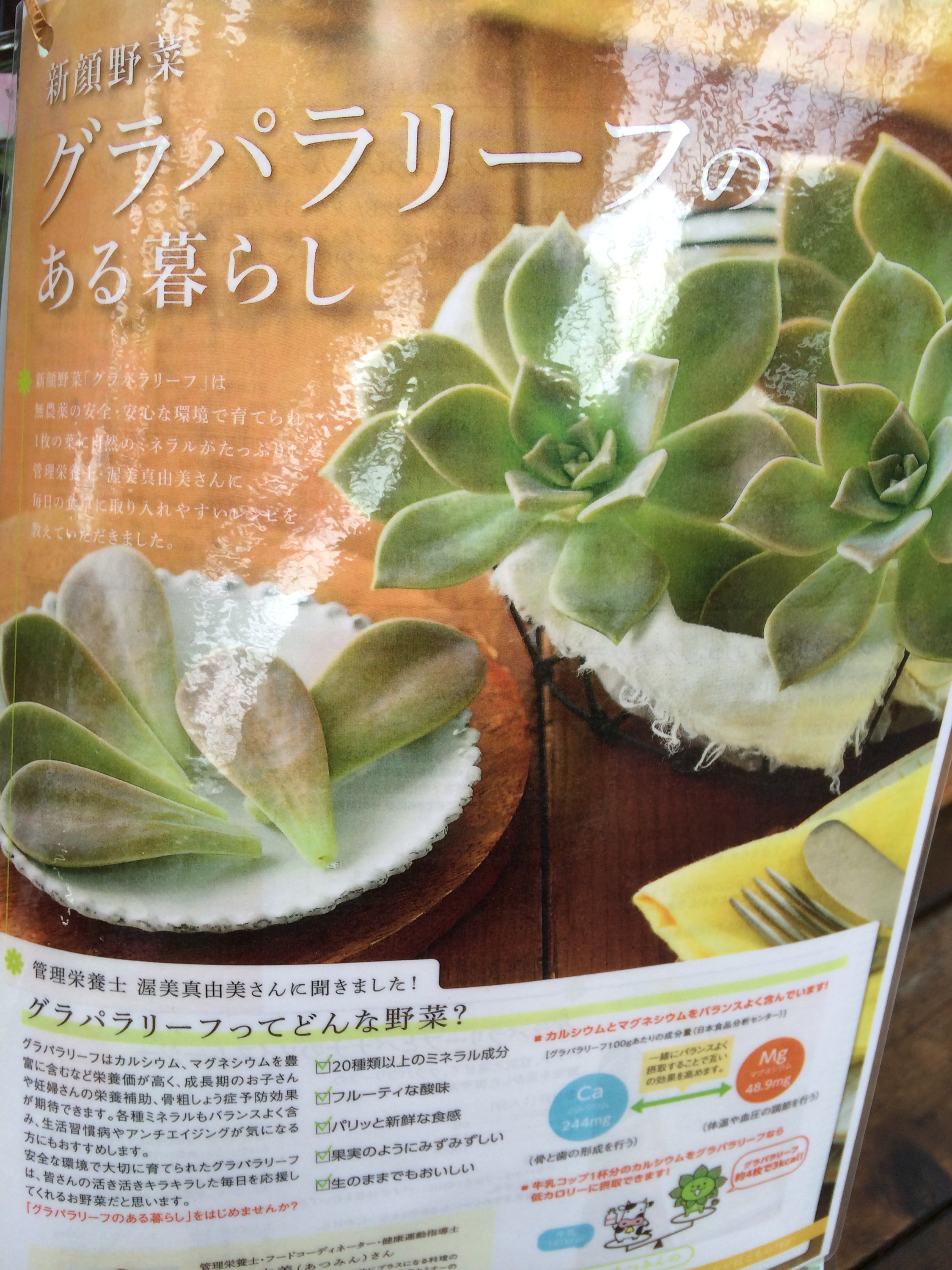 食べられる多肉植物入荷 ガーデン倶楽部ブログ