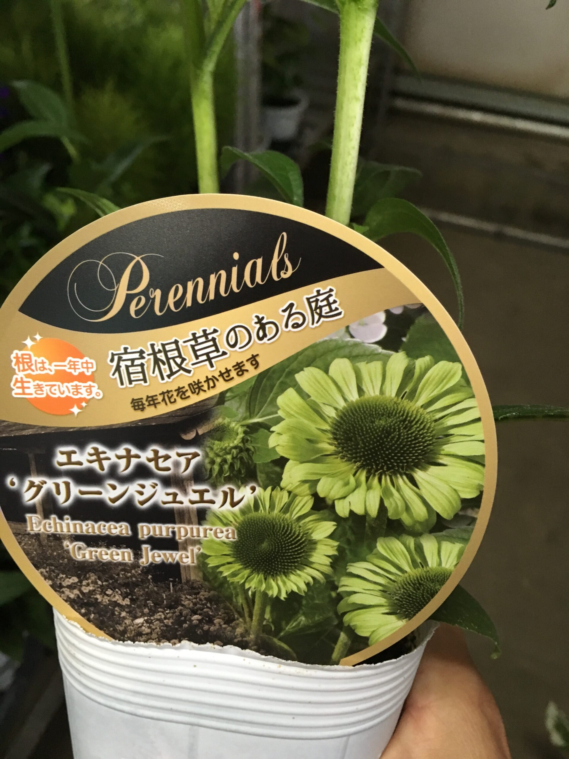 エキナセアグリーンジュエル入荷しましたよ〜 | ガーデン倶楽部ブログ