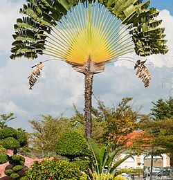 Penang_Malaysia_Ravenala-madagascariensis-01