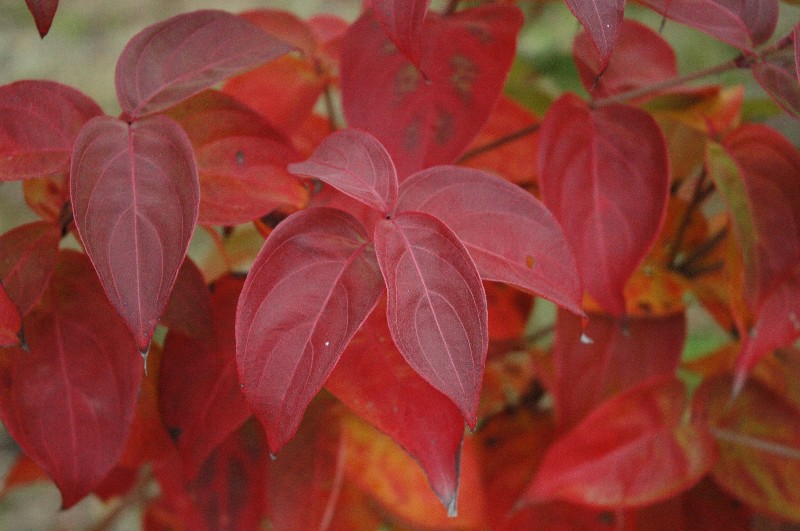 ヤマボウシサンスプラッシュ紅葉