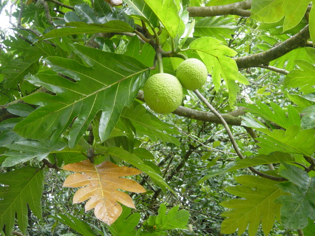 Artocarpus_altilis