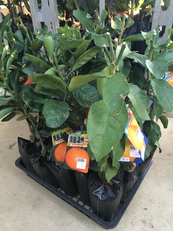 秋の柑橘苗入荷してきました ガーデン倶楽部ブログ