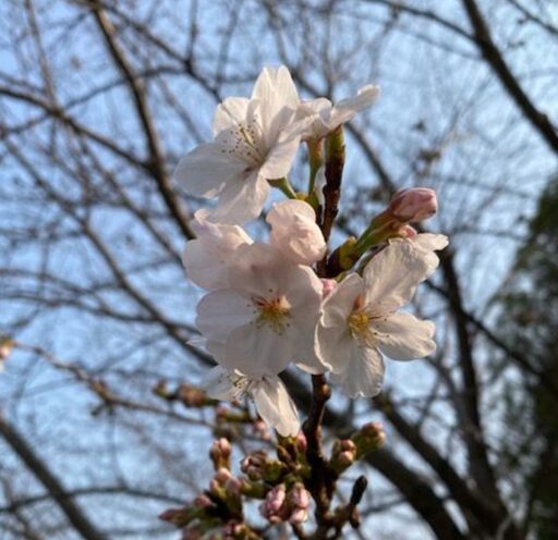 園内のサクラが開花いたしました！(^^)/