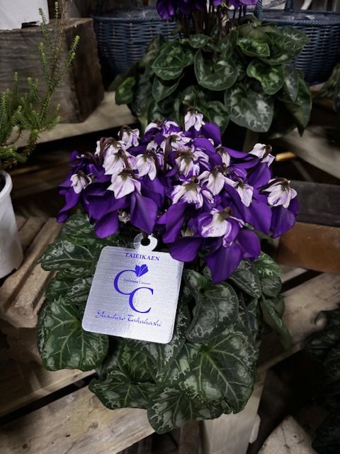 入荷情報：新着 アーカイブ | ガーデン倶楽部ブログ