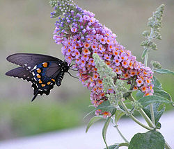 250px-Butterfly_feeding_from_butterfly_bush