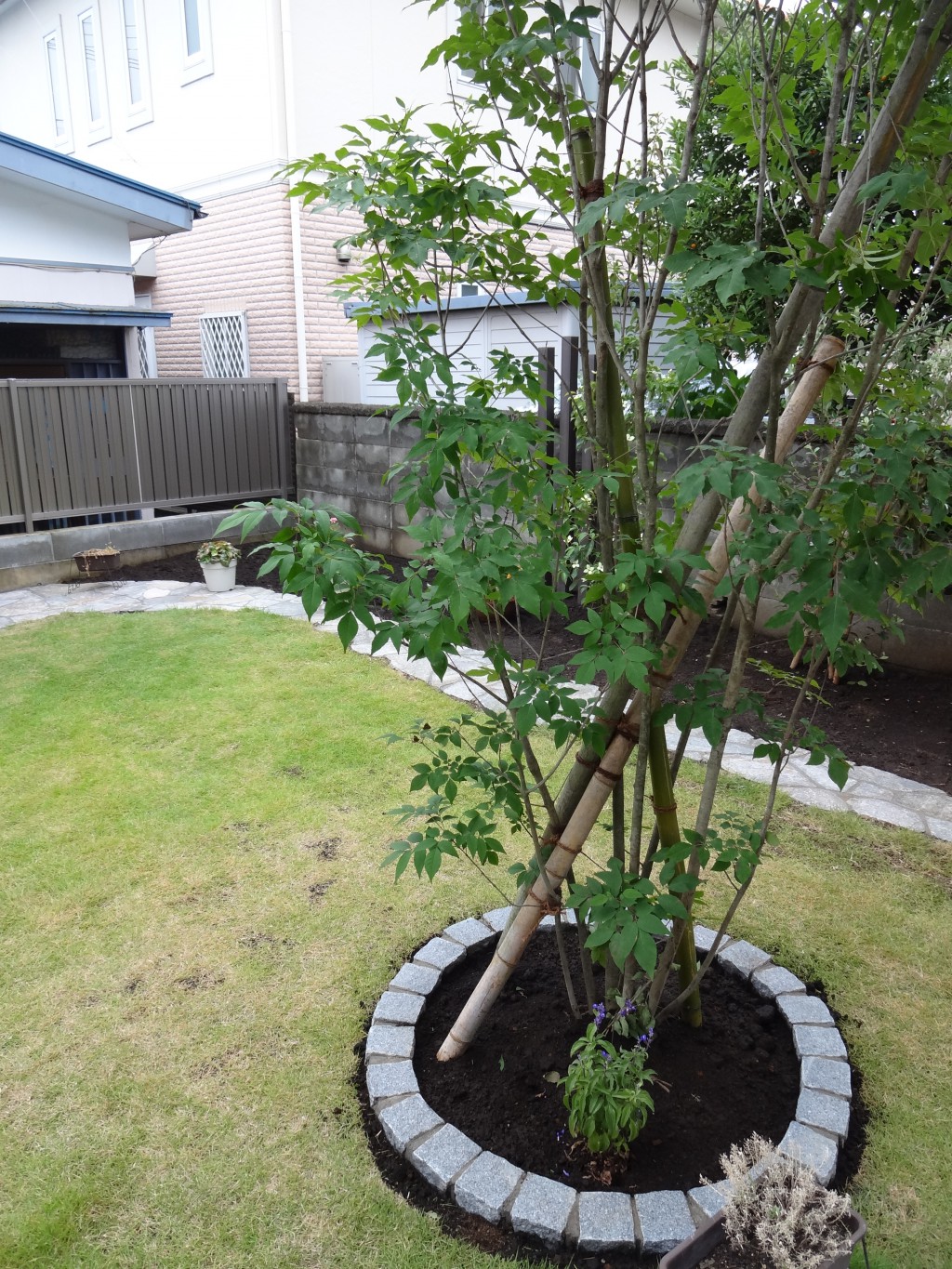 木陰をつくるシンボルツリーのあるお庭 エクステリアブログ 神奈川県平塚市 木村植物園