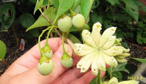 エゴノキだけにつく特殊な虫 お庭番ブログ