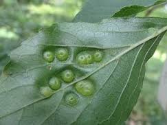 エゴノキだけにつく特殊な虫 お庭番ブログ