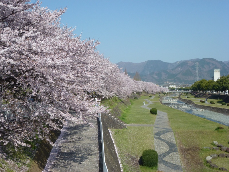 中央運動公園サクラ