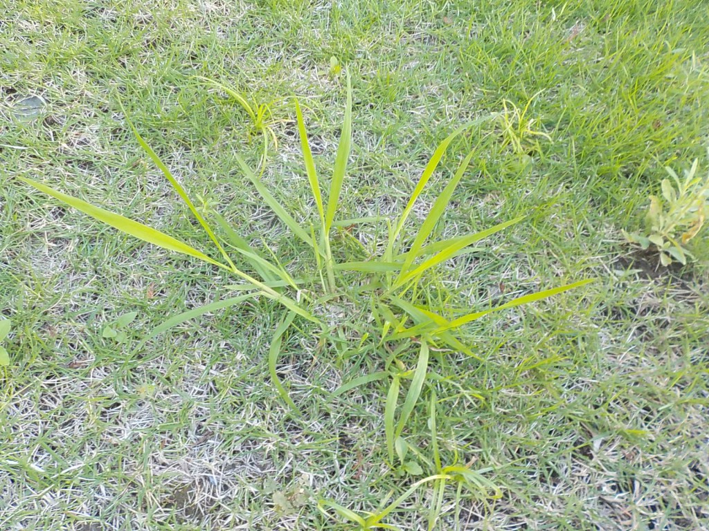 雑草 メヒシバ芝生 庭木 植木の手入れ 消毒伐採ならおまかせ 平塚市 秦野市 伊勢原市 小田原市 お庭番ブログ