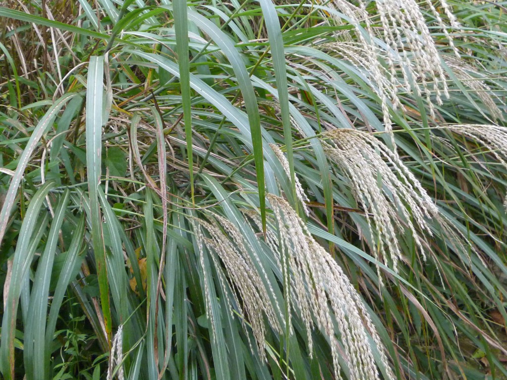 除草 雑草シリーズ ススキ 平塚市 秦野市 大井町 お庭番ブログ