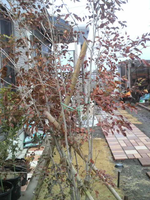 シマトネリコの葉っぱが茶色に お庭番ブログ