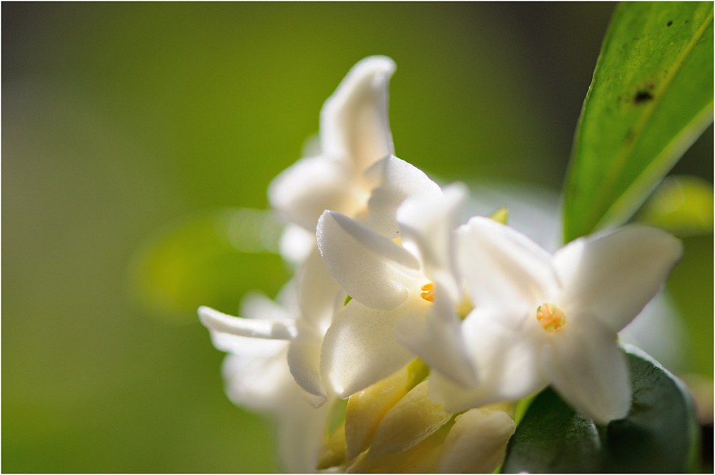 沈丁花（花）