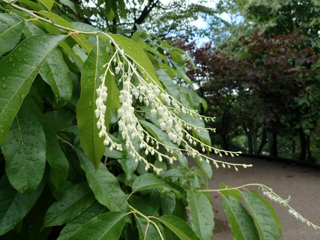 スズランの木花