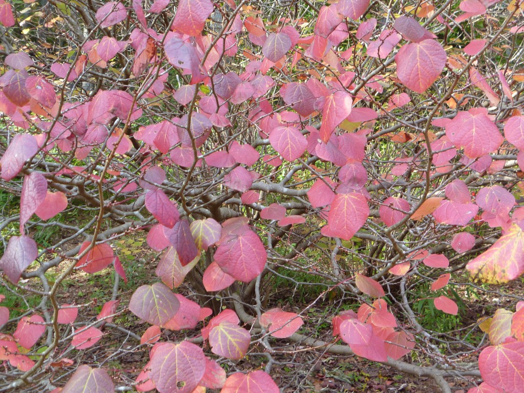 赤い花と紅葉 マルバノキ 平塚市 秦野市 剪定 伐採 除草 消毒なら木村植物園 お庭番ブログ