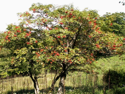 燃えるのか燃えないのかナナカマド 平塚市 秦野市 剪定 伐採 除草 消毒なら木村植物園 お庭番ブログ