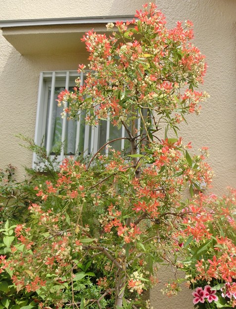 クリスマスブッシュ 平塚市 秦野市 剪定 伐採 除草 消毒なら木村植物園 お庭番ブログ