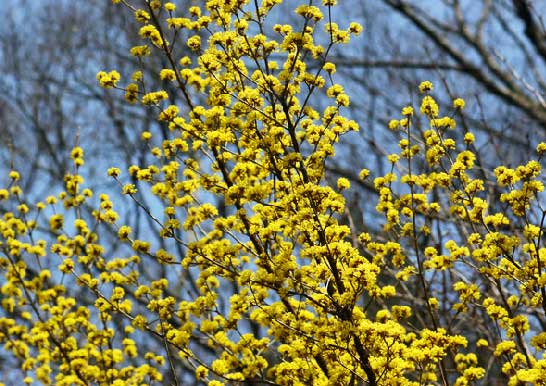 サンシュユ　花