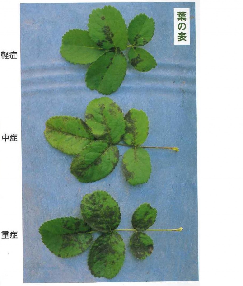 バラの管理 バラのかかりやすい病気 平塚市 秦野市 剪定 伐採 除草 消毒なら木村植物園 お庭番ブログ