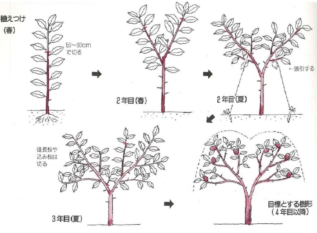 柑橘図