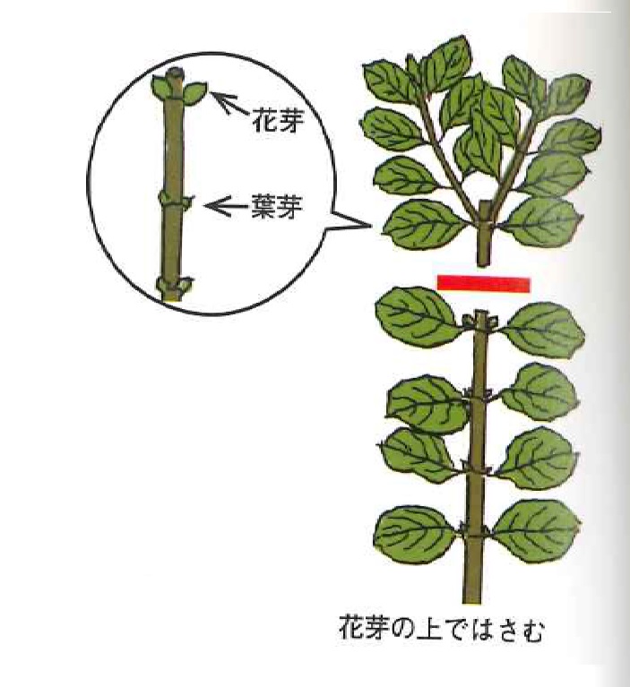 アジサイ 剪定方法 平塚市 秦野市 剪定 伐採 除草 消毒なら木村植物園 お庭番ブログ