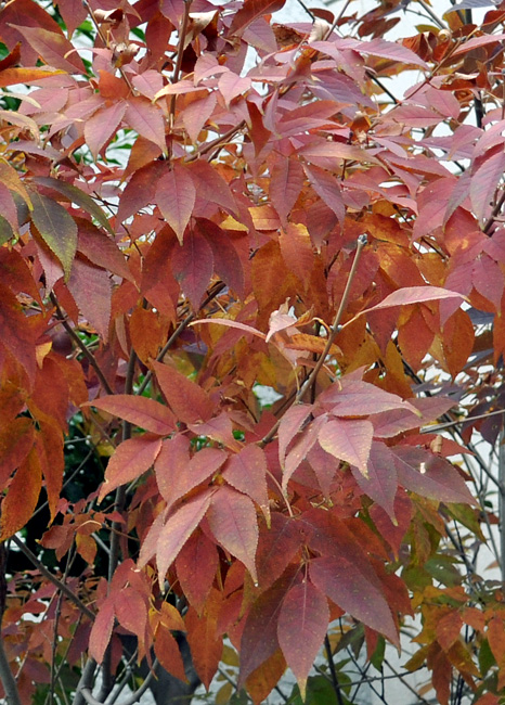 ｱｵﾀﾞﾓ紅葉