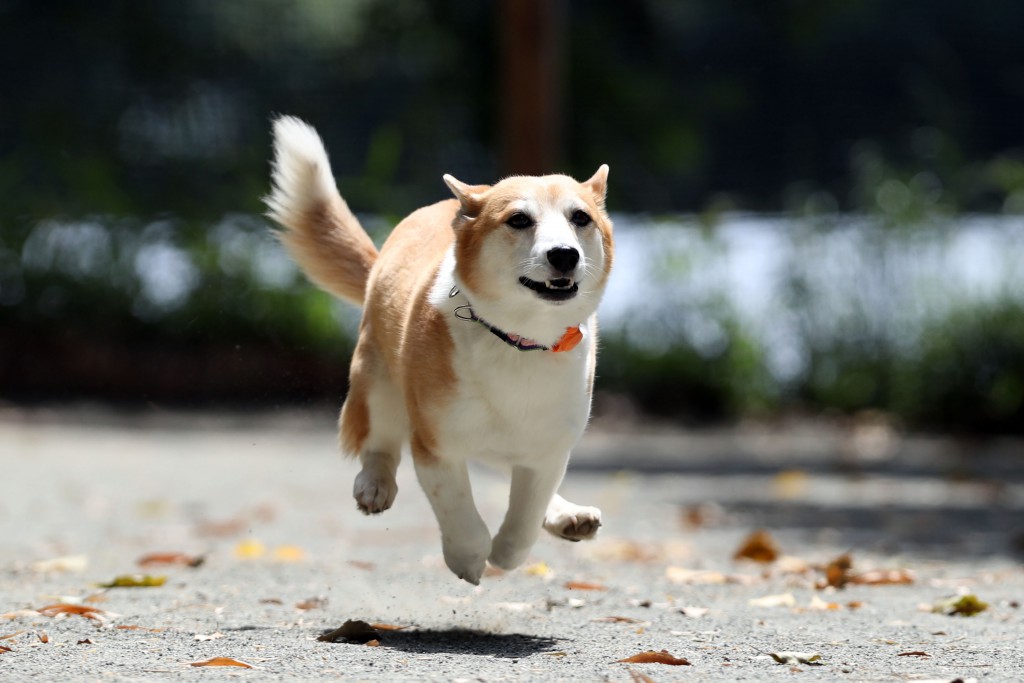 かずこ跳ぶ