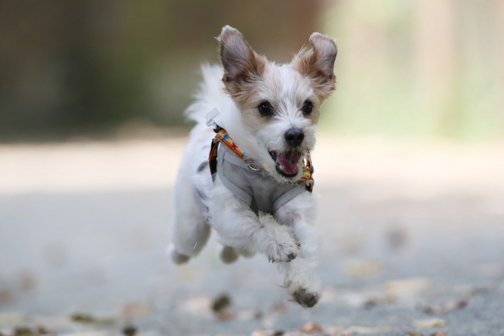 飛行犬