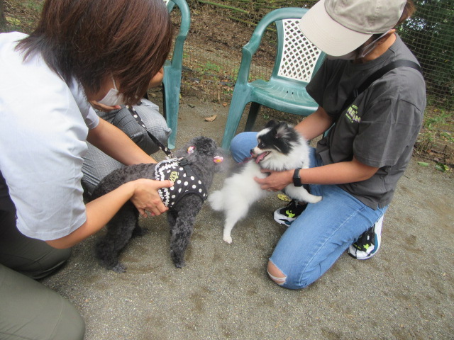 犬のあいさつ