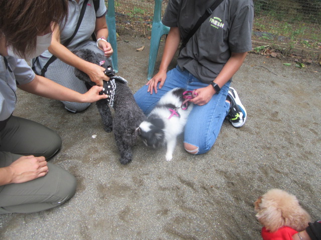 犬のあいさつ