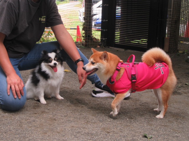 仲良しな犬