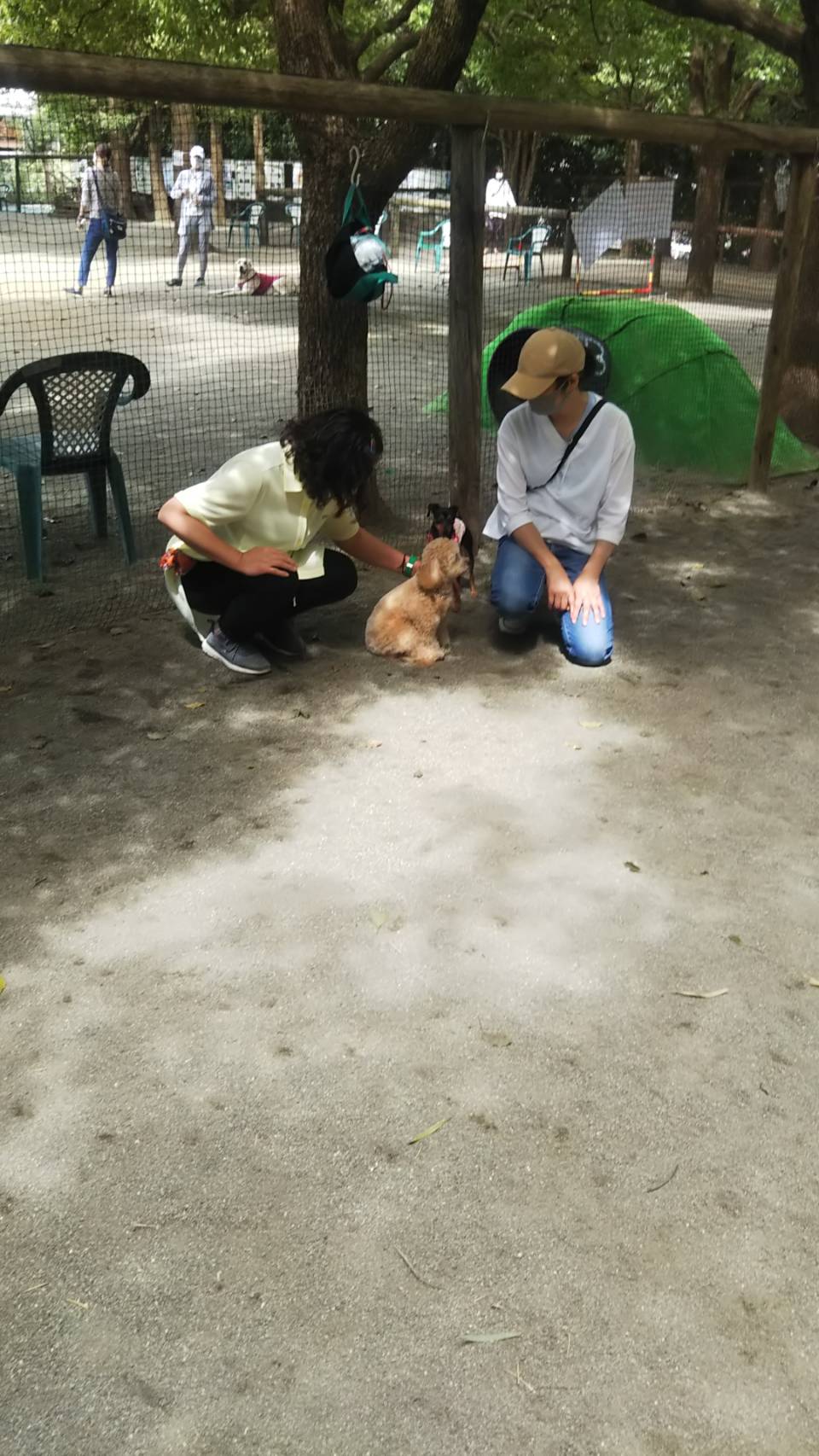 シャイな犬