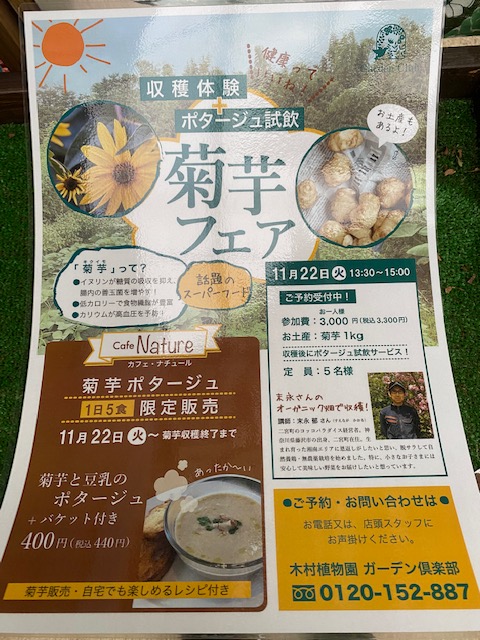 菊芋フェア