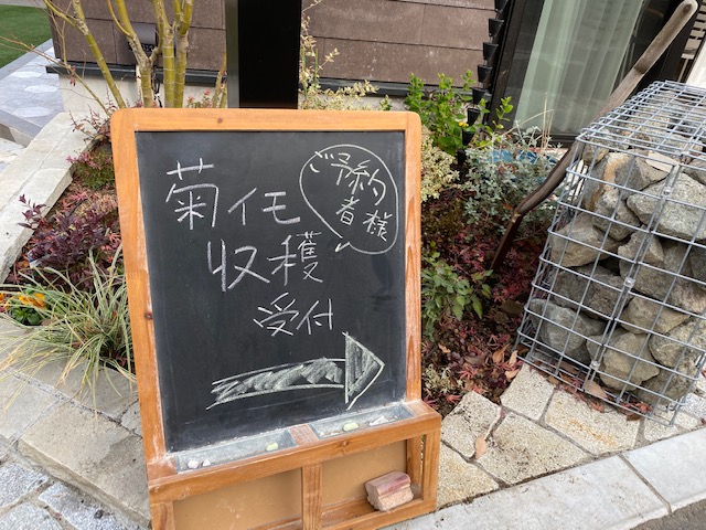 菊芋収穫体験
